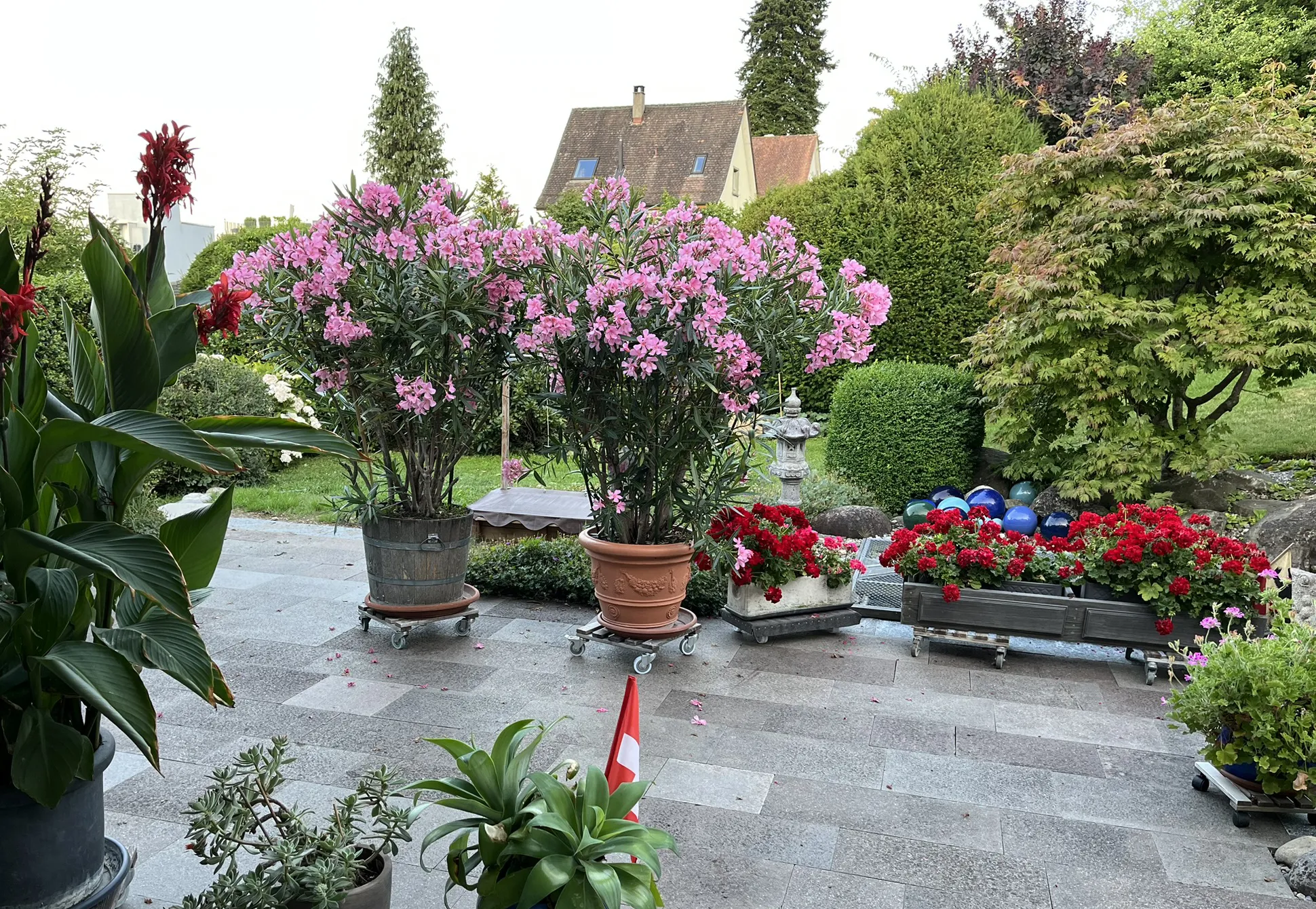 Routinen, die zurückkehren: Jeder Schnitt an der Rose ein kleines «Es geht wieder»!